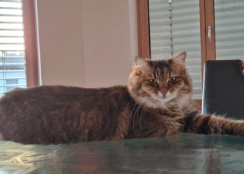 Findus / Finduline 260512-114241